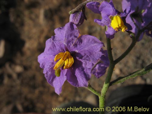 Bild von Solanum maritimum (Esparto). Klicken Sie, um den Ausschnitt zu vergrössern.