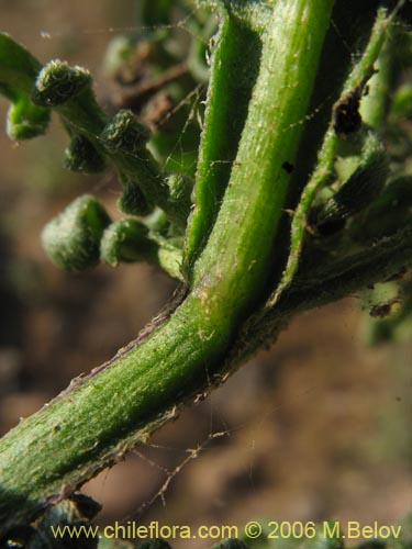 Image of Solanum maritimum (Esparto). Click to enlarge parts of image.