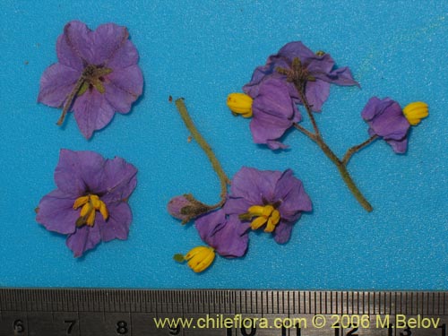 Image of Solanum maritimum (Esparto). Click to enlarge parts of image.