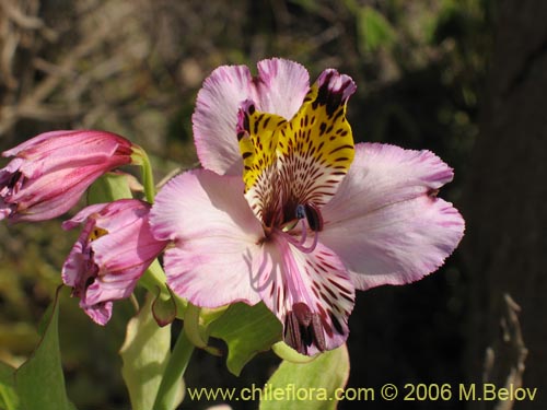 Фотография Alstroemeria magnifica ssp. magnifica (Mariposa del campo / Lirio del campo). Щелкните, чтобы увеличить вырез.