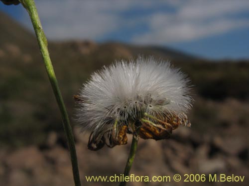 Imágen de Asteraceae sp. #1851 (). Haga un clic para aumentar parte de imágen.