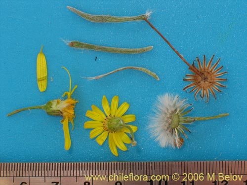 Imágen de Asteraceae sp. #1851 (). Haga un clic para aumentar parte de imágen.