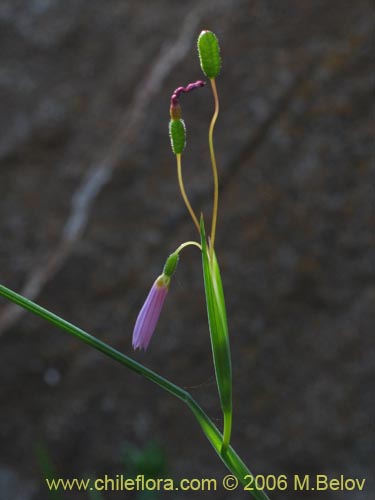 Image of Sisyrinchium scirpoideum var. scirpoideum (). Click to enlarge parts of image.