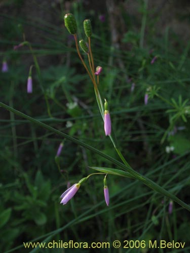 Imágen de Sisyrinchium scirpoideum var. scirpoideum (). Haga un clic para aumentar parte de imágen.