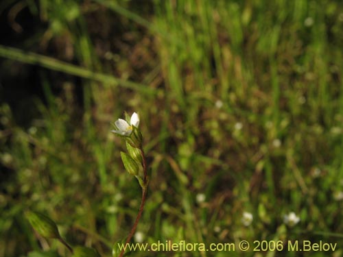 Image of Unidentified Plant sp. #2384 (). Click to enlarge parts of image.