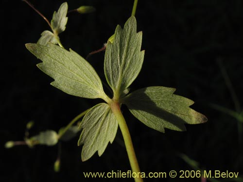 未確認の植物種 sp. #2384の写真