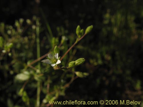 Imágen de Planta no identificada sp. #2384 (). Haga un clic para aumentar parte de imágen.