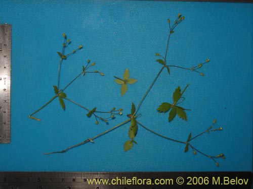 未確認の植物種 sp. #2384の写真