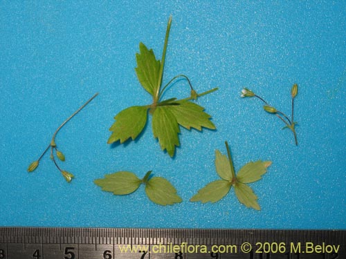 Image of Unidentified Plant sp. #2384 (). Click to enlarge parts of image.