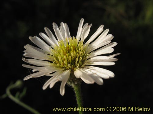 Imágen de Asteraceae sp. #1889 (). Haga un clic para aumentar parte de imágen.