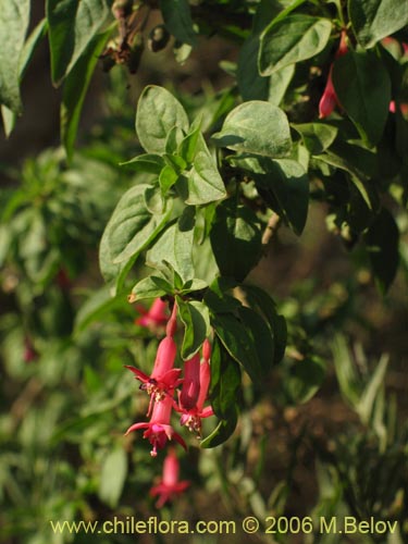 Фотография Fuchsia lycioides (Palo de yegua / Palo falso). Щелкните, чтобы увеличить вырез.