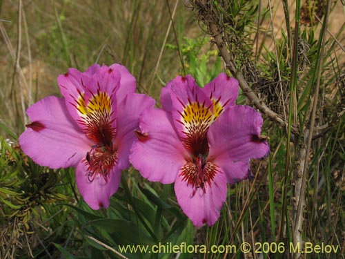 Imágen de Alstroemeria magnifica var. tofoensis (). Haga un clic para aumentar parte de imágen.