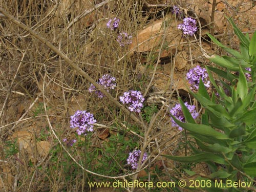 Imágen de Verbena sp. #3074 (). Haga un clic para aumentar parte de imágen.