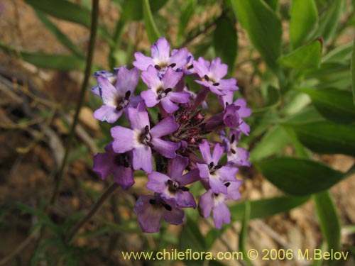 Image of Verbena sp. #3074 (). Click to enlarge parts of image.