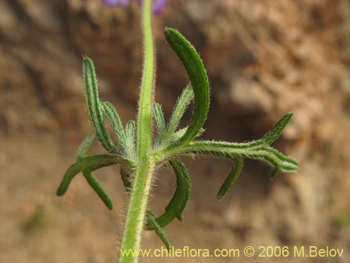 Image of Verbena sp. #3074 (). Click to enlarge parts of image.
