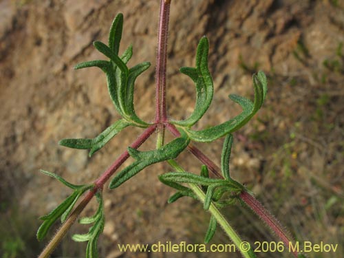 Verbena sp. #3074의 사진