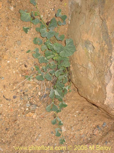 Imágen de Aristolochia chilensis (Oreja de zorro / Hierba de la Virgen Maria). Haga un clic para aumentar parte de imágen.