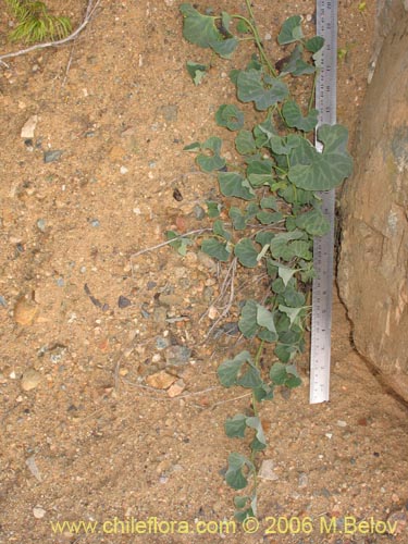 Image of Aristolochia chilensis (Oreja de zorro / Hierba de la Virgen Maria). Click to enlarge parts of image.