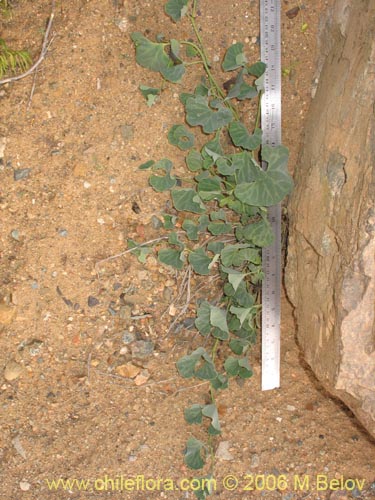 Image of Aristolochia chilensis (Oreja de zorro / Hierba de la Virgen Maria). Click to enlarge parts of image.