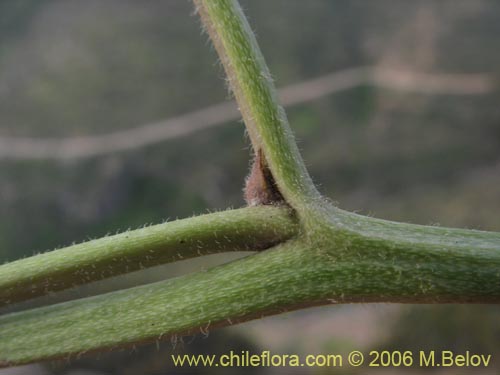 Image of Aristolochia chilensis (Oreja de zorro / Hierba de la Virgen Maria). Click to enlarge parts of image.