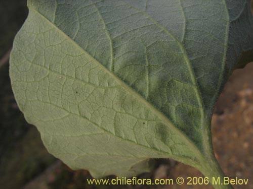 Фотография Aristolochia chilensis (Oreja de zorro / Hierba de la Virgen Maria). Щелкните, чтобы увеличить вырез.