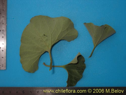 Фотография Aristolochia chilensis (Oreja de zorro / Hierba de la Virgen Maria). Щелкните, чтобы увеличить вырез.