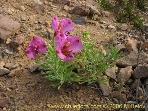 Image of Alstroemeria magnifica var. tofoensis (). Click to enlarge parts of image.