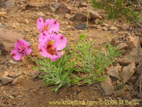 Imágen de Alstroemeria magnifica var. tofoensis (). Haga un clic para aumentar parte de imágen.