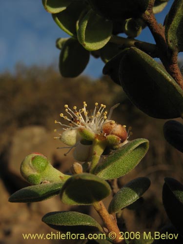 Imágen de Myrcianthes coquimbensis (Lucumillo / Arrayán). Haga un clic para aumentar parte de imágen.