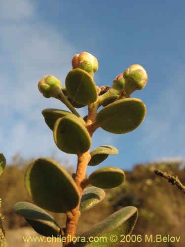 Imágen de Myrcianthes coquimbensis (Lucumillo / Arrayán). Haga un clic para aumentar parte de imágen.