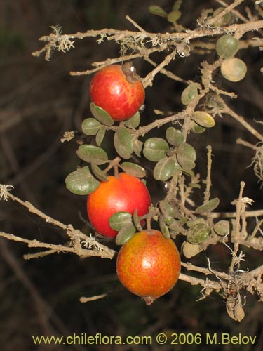 Image of Myrcianthes coquimbensis (Lucumillo / Arrayn). Click to enlarge parts of image.