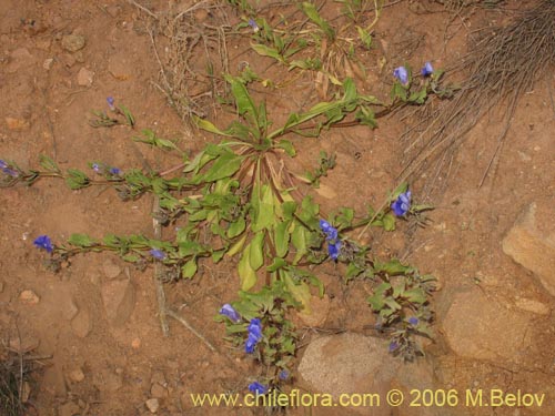 Bild von Nolana sp. #1599 (). Klicken Sie, um den Ausschnitt zu vergrössern.