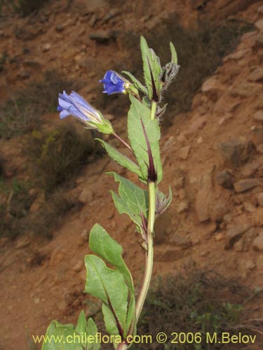 Bild von Nolana sp. #1599 (). Klicken Sie, um den Ausschnitt zu vergrössern.