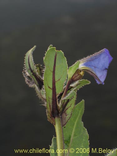 Bild von Nolana sp. #1599 (). Klicken Sie, um den Ausschnitt zu vergrössern.