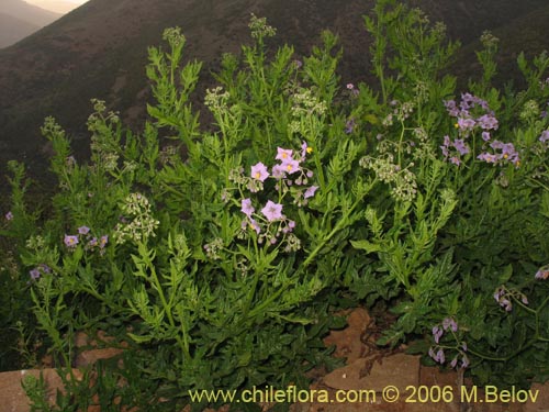 Imágen de Solanum maritimum (Esparto). Haga un clic para aumentar parte de imágen.