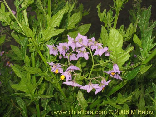 Bild von Solanum maritimum (Esparto). Klicken Sie, um den Ausschnitt zu vergrössern.