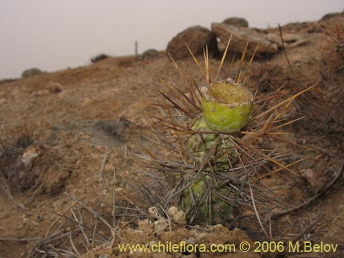 Image of Cumulopuntia sphaerica (Gatito / Puskaye / Perrito). Click to enlarge parts of image.