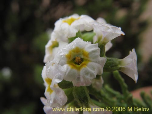 Bild von Heliotropium sinuatum (). Klicken Sie, um den Ausschnitt zu vergrössern.