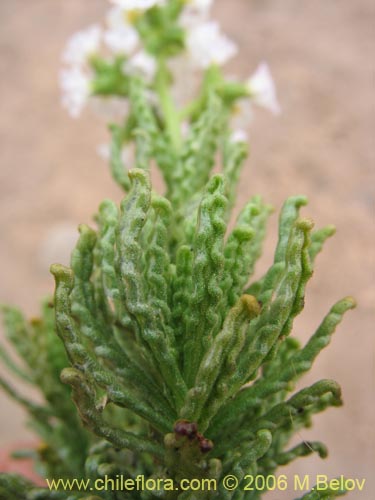 Bild von Heliotropium sinuatum (). Klicken Sie, um den Ausschnitt zu vergrössern.