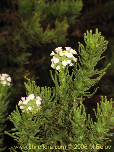 Imágen de Heliotropium sinuatum (). Haga un clic para aumentar parte de imágen.