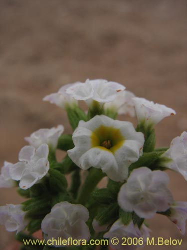 Imágen de Heliotropium sinuatum (). Haga un clic para aumentar parte de imágen.