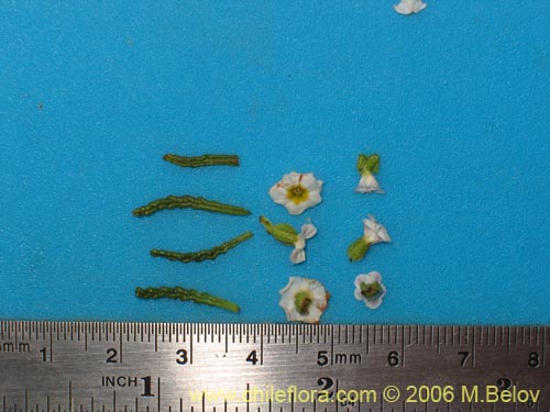 Фотография Heliotropium sinuatum (). Щелкните, чтобы увеличить вырез.