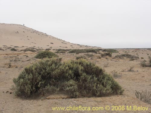 Imágen de Atriplex sp. #1608 (). Haga un clic para aumentar parte de imágen.