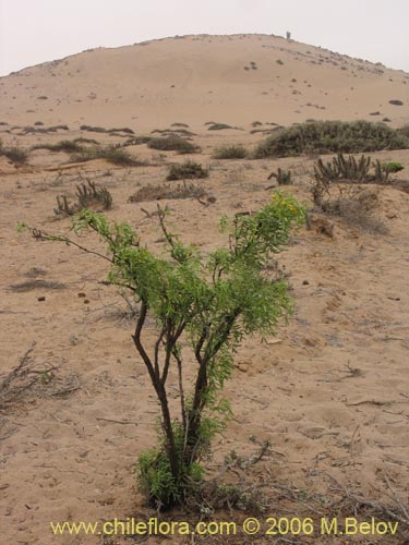 Image of Senna cumingii var. cumingii (). Click to enlarge parts of image.