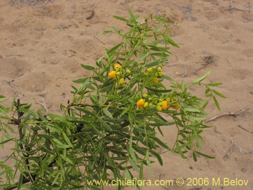 Senna cumingii var. cumingii의 사진