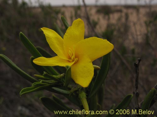 Imágen de Skytanthus acutus (Cuerno de cabra / Cuernecillo). Haga un clic para aumentar parte de imágen.