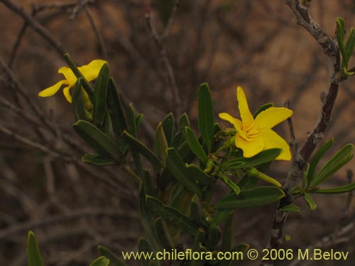 Фотография Skytanthus acutus (Cuerno de cabra / Cuernecillo). Щелкните, чтобы увеличить вырез.