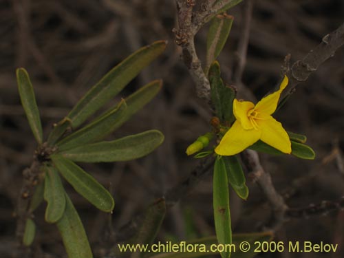 Imágen de Skytanthus acutus (Cuerno de cabra / Cuernecillo). Haga un clic para aumentar parte de imágen.