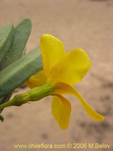 Image of Skytanthus acutus (Cuerno de cabra / Cuernecillo). Click to enlarge parts of image.