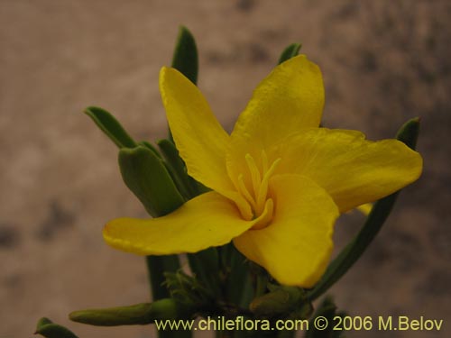 Imágen de Skytanthus acutus (Cuerno de cabra / Cuernecillo). Haga un clic para aumentar parte de imágen.